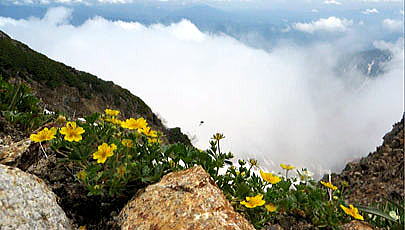 ミヤマキンバイとハクサンイチゲのお花畑　稜線は晴れ渡っていますが、信州側の谷筋からガスがゆっくりと上がってきます。