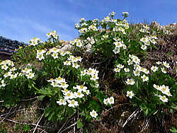 ハクサンイチゲの花束がお出迎え致します。唐松岳頂上山荘東側ではハクサンイチゲが満開となりました。