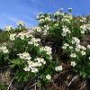 ハクサンイチゲの花束がお出迎え致します。唐松岳頂上山荘東側ではハクサンイチゲが満開となりました。