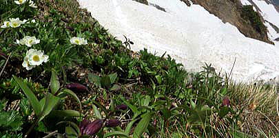 クロユリの群生地　草付の斜面では雪の消え際から次々と高山植物が芽吹きます。