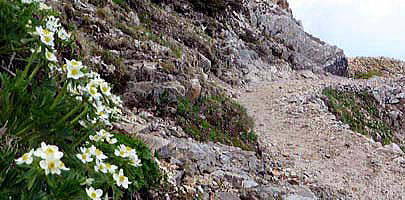 ハクサンイチゲの花が登山道沿いを彩ります。 現在この道はまだ通行できません。尾根ルートを通行下さい　