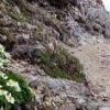 ハクサンイチゲの花が登山道沿いを彩ります。 現在この道はまだ通行できません。尾根ルートを通行下さい　