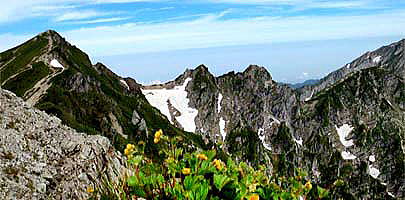 八方尾根最上部　尾根ルート上に咲くミヤマキンバイ　遠景は唐松岳と不帰Ⅲ峰