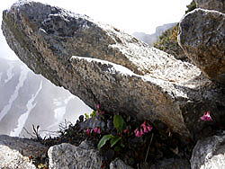 岩稜のイワカガミ　雪融けした不帰の岩陰でひっそりと咲いていま