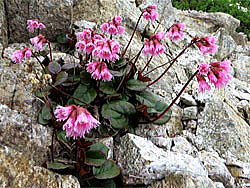 イワカガミ　岩の小さな隙間に根を下ろしたイワカガミが、今年もたくさんの花を咲かせています。（　唐松岳頂上山荘周辺にて　）