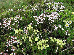 ツガザクラとアオノツガザクラの群落　満開の花時を迎えた群落の周囲にはチングルマやイワカガミが彩りを添えています。大きなお花畑になりました。（　丸山周辺にて　）