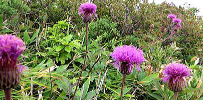 タムラソウの花です。八方山ケルン（石神井ケルン）周辺　木道沿いに咲いています.