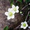 ワレモコウ（濃紅色）とウメバチソウ（白色）の花です。八方山ケルン周辺　木道沿いに咲いています