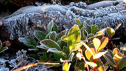 初霜の朝　植物の表面がうっすらと霧氷に包まれていました。