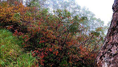 八方尾根、下の樺周辺 ではナナカマドの葉が色付き始めています。