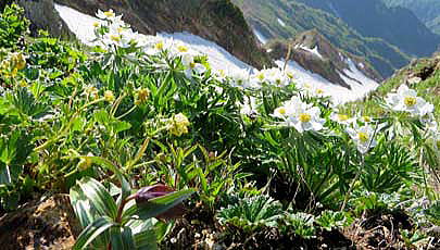 ハクサンイチゲ・ミヤマキンバイ・クロユリが咲いています　八方尾根～唐松岳