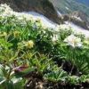ハクサンイチゲ・ミヤマキンバイ・クロユリが咲いています　八方尾根～唐松岳