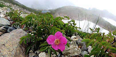 オオタカネバラと八方池。八方池周辺では高山植物が次々と開花しています。登山道わきに広く分枝するオオタカネバラが咲き始めました。