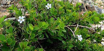 ミヤマムラサキ　イワシモツケがたくさんの蕾を付けて枝を広げています。枝の間から小さな花を咲かせているのはミヤマムラサキです。