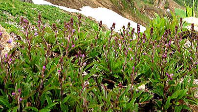 唐松岳頂上山荘周辺のミヤマクワガタが咲き始めました。
