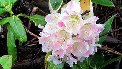 ハクサンシャクナゲの花です。降りしきる雨の中で、美しい色合いがひと際映えています。
