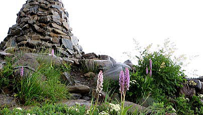 石神井ケルン　（八方山ケルン　標高１９７４ｍ）　ケルンの周囲を高山植物が彩っています。淡紅色と白花系のテガタチドリ、イワシモツケの花が咲いています
