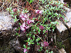 イブキジャコウソウ　岩の隙間からマット状に広がり、小さな淡紫色の花をつけます