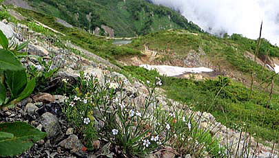 ミヤマムラサキの咲く登山道　と　八方池　（標高２０６０ｍ）