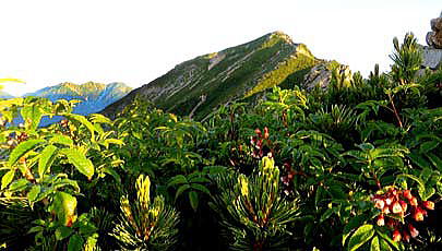 ナナカマドの花とハイマツの間より眺める唐松岳です