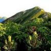 ナナカマドの花とハイマツの間より眺める唐松岳です