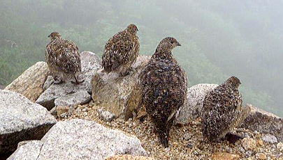 唐松岳頂上山荘の前庭に、ライチョウの母鳥が3羽の若鳥を連れてやってきました。