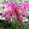 コマクサ　唐松岳頂上山荘周辺の砂礫地のコマクサ畠は、場所により開花時期が異なるため、花がまだきれいに咲いている場所もあります。