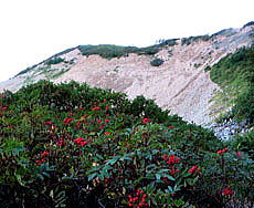 扇の雪渓周辺のナナカマド 紅い実がつやつやしています。