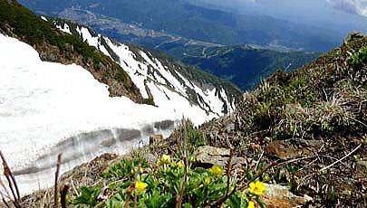 ミヤマキンバイが開花しました。　唐松岳頂上山荘南側の登山道下に咲き始めました。眼下の谷筋はまだ残雪に覆われています。