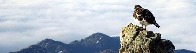 牛首下部～唐松岳頂上山荘南側を生活領域としている　オスライチョウが見張りをしています。