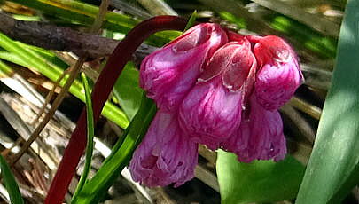 イワカガミの蕾です。まもなくマゼンタ色の可愛い花が開きます
