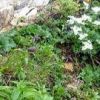 クロユリが咲き始めています。唐松岳頂上山荘周辺のクロユリ群落です
