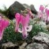 唐松岳頂上山荘北側に広がる砂礫地では、今シーズンもコマクサが咲き始めました。