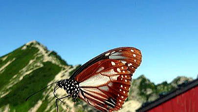 渡りをする蝶の アサギマダラ。北アルプスの峰を越え最長2000キロにもおよぶ旅します