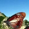 渡りをする蝶の アサギマダラ。北アルプスの峰を越え最長2000キロにもおよぶ旅します
