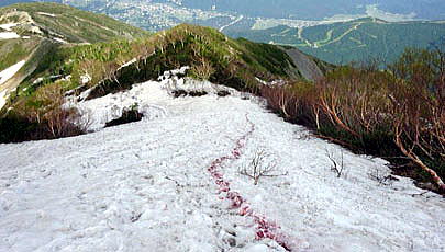 八方尾根は冬道です。残雪には赤い染料（ベンガラ）でルートの目印が
