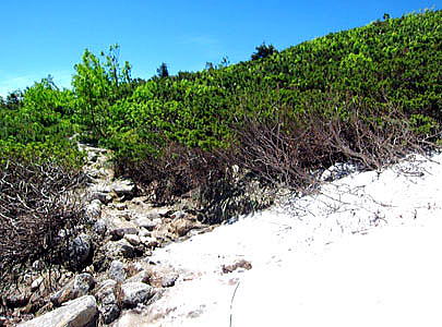 丸山下部の雪渓を迂回する場合　雪渓の南側に迂回ルートの取り付がハイマツ帯の中にあります。