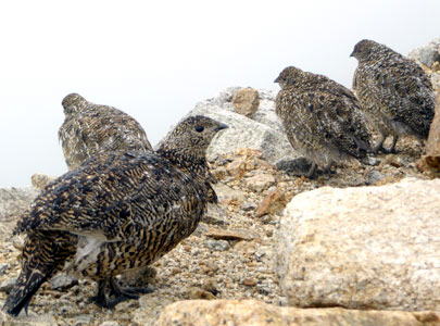 山荘周辺の母鳥と6羽の若鳥たちです。
