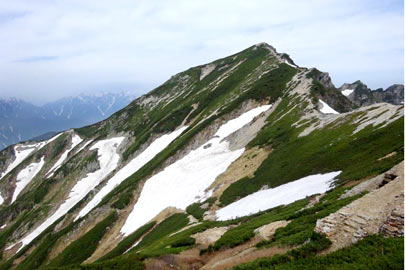 稜線kの融雪が一気に進んでいます。唐松岳（標高2696m）