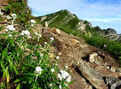 登山道沿いに咲くヤマハハコ　八方尾根