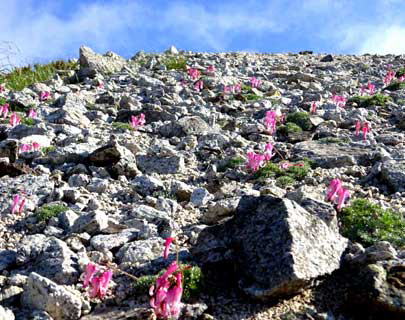 山荘北側の砂礫地に咲くコマクサ