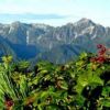 ナナカマドの赤い実と剱岳の眺望