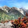登山道沿いの植物は、日ごとに美しい秋の色へと変わってゆきます