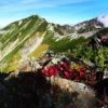 ウラシマツツジの真っ赤な草紅葉と唐松岳の眺望