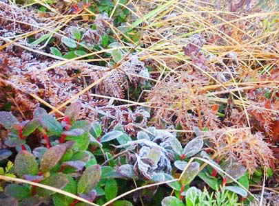 初霜です。草には縁取るように霜がおりています