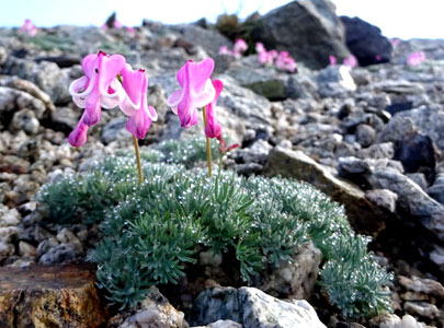 唐松岳頂上山荘北側の砂礫地一面に　ピンク色のコマクサが揺れています