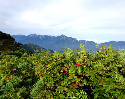 立山連峰と剱岳の眺望　タカネナナカマドの実が赤くなってます