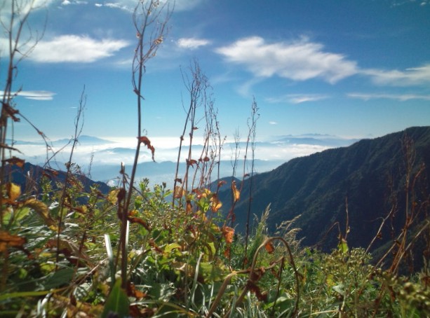 遠く浅間山、少し離れて八ヶ岳、右端は富士山を背にタカネスイバの実も落ちる秋の入り。 