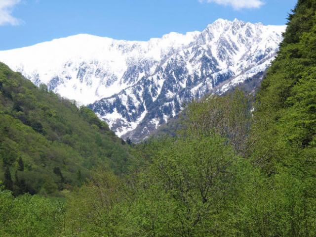 新雪でお色直しの鳴沢岳・赤沢岳と扇沢の新緑 