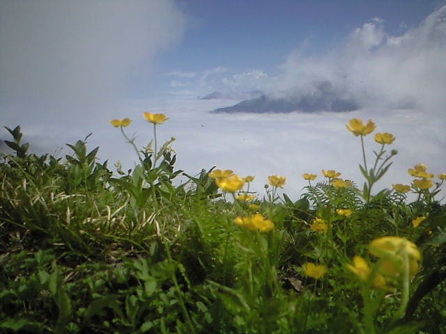 ミヤマキンポウゲと安曇野を埋めつくす大雲海。台風６号は静かに立ち去りました。種池山荘にて 